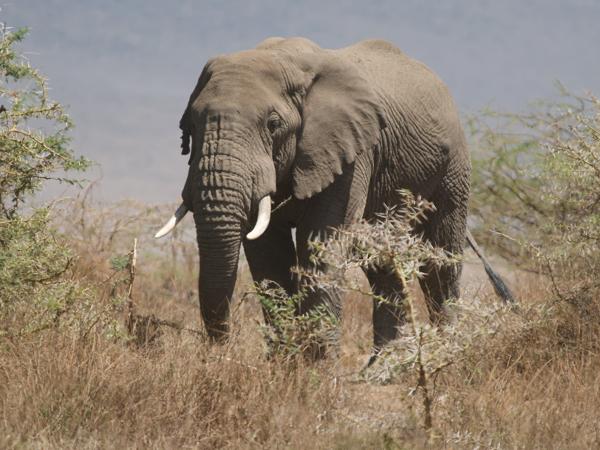 <h3><a href="/trips/tanzania/biota/animalia/chordata/mammalia/proboscidea/elephantidae/loxodonta africana/loxodonta africana-nl.html">Loxodonta&nbsp;africana</a> / African&nbsp;elephant / Afrikaanse&nbsp;olifant</h3>OM-1 Mark II met OLYMPUS M.150-400mm F4.5 TC, 1/2000 sec  bij F5.6, ISO 640, afstand 134&nbsp;m